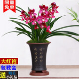劉閣蘭花超香建兰四季兰当年开花壮苗满屋飘香室内四季常青花卉盆栽草 5苗连体【建兰大红袍】