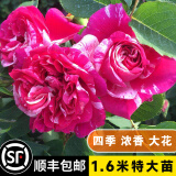 坤卉蔷薇花苗爬藤耐寒藤本月季特大爬墙花卉阳台盆栽庭院植物四季开花 伊蕾莎斯特（当年开花爆满） 1.6米左右爬藤特大苗