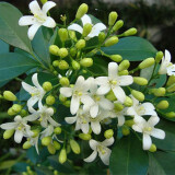 芙絮居九里香花苗盆栽地栽室内外浓香型花卉绿植四季常绿独杆九里香 3年苗九里香 带土球发货