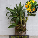 蓓莅鼓槌石斛 观赏盆 黄花卉绿植盆栽观赏鲜条棒槌石斛兰附生吊兰花 鼓槌一斤带木板栽好 裸根不带土