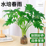 行湘水培绿植盆栽盆景桌面观叶植物春羽3株30-35cm不含瓶 源头直发