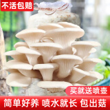 禹知蔬蘑菇种植包平菇菌包家庭种香菇菌种菌菇种子椴木棒可食用菌种包 纯白平菇菌包 1个约2斤
