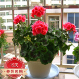 中梦竺葵盆栽 重瓣天竺葵花苗 阳台庭院室内盆栽花卉洋绣球 红色 不含盆