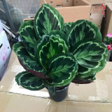室内绿植花卉盆栽孔雀竹芋 猫眼彩虹绿植盆栽植物 彩虹竹芋20-30厘米高 原盆原土发货 含原装简易塑料盆