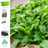 寿禾 20天鸡毛菜种子四季小青菜冬春季蔬菜小白菜油菜上海青阳台菜籽 鸡毛菜家庭套餐（含50g种子）