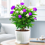 莺歌燕舞茉莉花盆栽带花苞室内花卉观花植物四季好养开花香水茉莉非洲茉莉