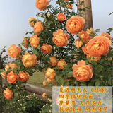 当年开花蔷薇花苗欧月藤本月季花蔷薇花苗爬藤植物大花浓香型花卉 夏洛特 20-30厘米高