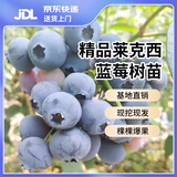双盟蓝莓苗蓝莓树果苗北方南方种植四季果树薄雾兔眼阳台盆栽源头直发