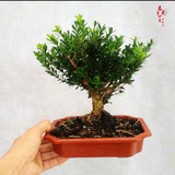 小叶雀舌黄杨粗杆盆景米叶黄杨盆景素材 绿植盆栽 雀舌黄杨主干1厘米