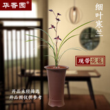 华香园兰花 细叶寒兰 浓幽香型带花苞开盲盒室内外盆栽花卉耐阴绿植苗 细叶寒兰3苗裸根发货带花苞