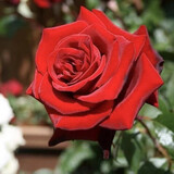 四季开花花种子 阳台室内植物盆栽套餐绿植花卉花草易活种籽 红刺玫100粒懒人盆套餐