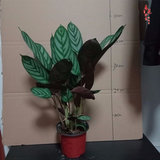室内绿植花卉盆栽孔雀竹芋 猫眼彩虹绿植盆栽植物 新飞羽竹芋30-40厘米高 原盆原土发货 含原装简易塑料盆