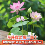 采缇（CAITI）水碗莲一叶莲 带花苞睡莲荷花大号小叶迷你水生家用睡莲碗莲花 【新品】现挖荷花苗3株 混色 不含盆