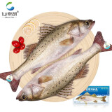 仙泉湖冷冻白蕉海鲈鱼 1kg*1袋(2条装) 肉厚刺少 地标海鲜水产