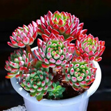 多肉组合盆栽阳台盆栽喜阳植物新手福利按图发货品种花卉好养 3年老桩蓝精灵7-10头塑料盆栽好