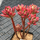 叹为观止 多肉老桩盆栽绿植阳台易养肉肉 红稚莲