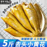 伊杰蔻【顺丰快递】去头黄花鱼无头小黄鱼海鲜冷冻新鲜海捕鲜鱼水产 5斤去头肉更多