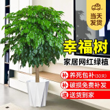 爱优尚幸福树盆栽客厅室内大型绿植办公室乔迁新家绿宝净化空气源头直发