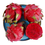 国产树上熟红心火龙果 约18粒 礼盒 净重6kg 单果300g起 新鲜水果 中秋礼盒
