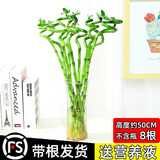 绿有意富贵竹水培植物转运竹花卉绿植室内盆栽绿水养带根鲜花发萝财 【带根发货】转运竹8根+营养液 不含盆