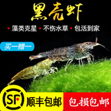 萨依蓝黑壳虾活体清洁淡水虾水族箱生态观赏虾除藻虾宠物虾饲料草缸必备 黑壳虾拍300只(发500只以备损耗)