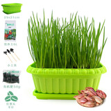 寿禾 四季红葱头小葱种子火葱头四川干皮秋冬季蔬菜莱疏菜阳台种种籽 红葱头蔬菜盆套餐 含半斤葱头