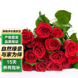 泰西丝月季花苗不爬藤花卉地载 不爬藤卡罗拉30-40cm不含盆 源头直发