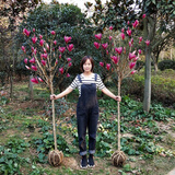 塔塔宠娇红玉兰白玉兰黄紫玉兰树苗盆栽地栽绿化耐寒花苗大型庭院树木 紫玉兰 3公分粗度