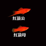 朴彩（PUCAI）红箭鱼招财鱼红米奇胎生鱼小型观赏热带红剑鱼好养耐活鱼包活 5-7cm红箭1公2母( 未完全出剑)