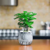 绿有意绿植盆栽桌面水培绿植办公室植物懒人好养盆景水养植物 文竹（灰色南瓜自动吸水盆） 含盆