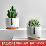 绿荫巷子仙人掌球多肉植物盆栽室内类电脑桌面绿植小盆栽组合好养肉肉盆景 【万重山+金琥】白瓷含托盆 含盆