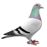 信鸽鸽子活体血统鸽成绩赛鸽幼鸽种鸽清棚鸽外血种鸽一对詹森信鸽 瓦灰种鸽 一公一母