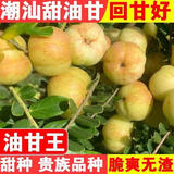 潮汕普宁崩坎甜种油甘果5斤新鲜现摘余甘果牛甘果橄榄甜油柑榨汁L 2斤