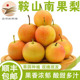 鲜姿辽宁南国梨南果梨香水梨醉梨酒香梨礼盒东北特产水果 4.5-4.8斤阳面红果礼盒约30枚