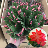 种花迷多色蟹爪兰花苗盆栽当年开四季开花重瓣螃蟹抓莲好养易活室内花卉 原盆土25-30棵国旗红/当年开花 含盆加仑盆
