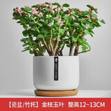 绿荫巷子仙人掌球多肉植物盆栽室内类电脑桌面绿植小盆栽组合好养肉肉盆景 【雅乐之舞】白瓷含托盆 含盆