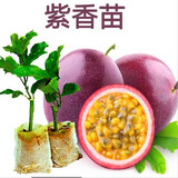 果树苗 百香果苗水果种苗阳台爬藤紫色紫香一号南方种树苗带土苗四季水果苗当年结果 紫香果 【高15-20厘米】 带营养杯发货
