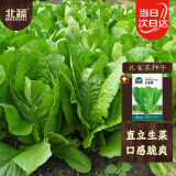 北蔬 孔雀菜种子生菜四季绿叶菜阳台种植盆栽蔬菜种籽 孔雀菜种子10g