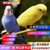万宠汇 鸟活体虎皮鹦鹉笼养牡丹玄风活鸟学说话手养小太阳鹦鹉宠物鹦鹉 宝石蓝虎皮鹦鹉+黄红眼虎皮鹦鹉