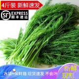 辰实【顺丰发货中】山东茴香菜新鲜 小茴香蔬菜 荤香菜苗回香 4斤 （推荐）