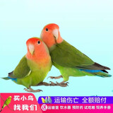 冰海精灵 鸟活体虎皮鹦鹉活物鸟手玩鸟学舌牡丹鸟宠物鸟玄风鹦鹉小鸟活体 绿桃鹦鹉一只