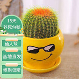 花友仙人球植物超大花卉小盆栽办公室内桌面苗多肉类盆景教师节礼品 黄色酷哥金冠仙人球+土壤 含盆