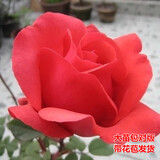 花幽谷大花月季浓香带花苞发货正宗玫瑰月季花苗灌木大花盆栽花卉庭院 绯扇带花苞【20cm直径】 不含盆