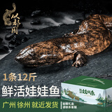 从都园顺丰包邮娃娃鱼活体生鲜大鲵海鲜水产鲜活淡水鱼肉质鲜美3-18斤 一条12斤