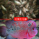 AIPHAROW泰国进口罗汉苗热带观赏鱼活体鸿运泰金花纹红德萨高爆头率罗汉鱼 高起头红候马骝2条装（2-3cm）