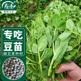 寿禾 脆嫩豌豆尖种子苗豆苗冬春蔬菜种籽 脆嫩2号豌豆尖种子50g*2袋