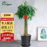 Only you【2小时达】发财树大型盆栽绿植花卉室内客厅办公室开业乔迁送礼 五辫发财树