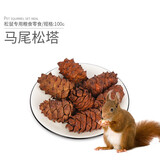 小囧家松鼠粮食主粮魔王主食雪地金花食物饲料松子马尾松塔磨牙零食用品 马尾松塔100克