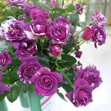 景郁春 JIRYUCUR玫瑰花苗特大花月季花苗绿植阳台盆栽蔷薇花苗芬芳宝石源头直发