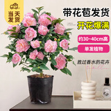 开时果 香妃山茶花盆栽带花苞发货 四季花卉室内绿植物山茶花树苗好养活 【中苗】1盆/30-40cm-单发植物